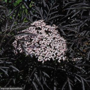 Elderberry – Black Lace – #3 Container